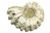 1 3/4" Tractor Ammonite (Douvilleiceras) Fossils - Photo 3